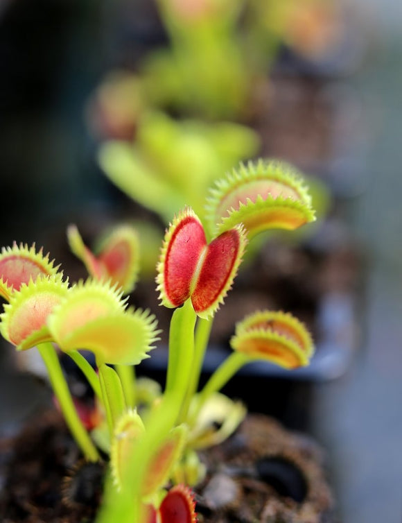 Dionaea muscipula 'UK Sawtooth II' - Plante Carnivore Exceptionnelle