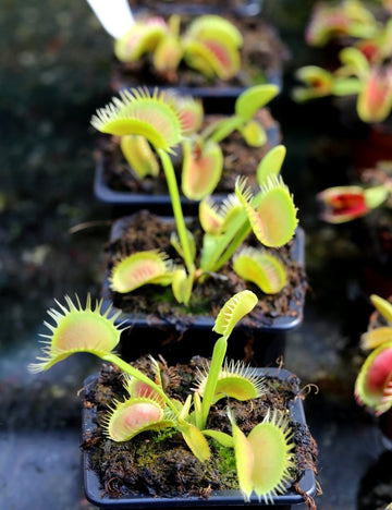 Dionaea muscipula 'UK Sawtooth II' - Plante Carnivore Exceptionnelle