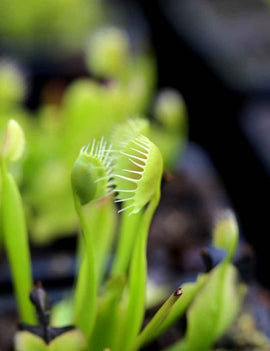 Dionaea muscipula 'Cupped Trap'