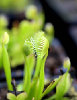 Dionaea muscipula 'Cupped Trap'