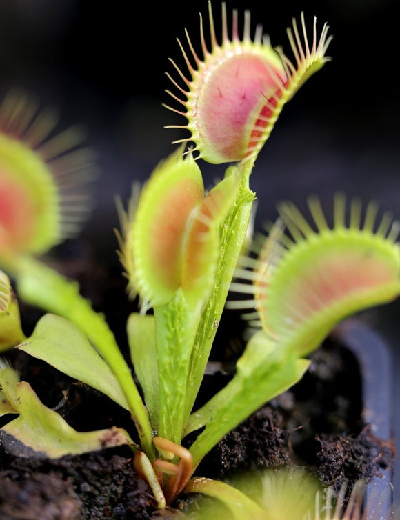 Dionaea funnel trap - trappe à dionée trichtefalle