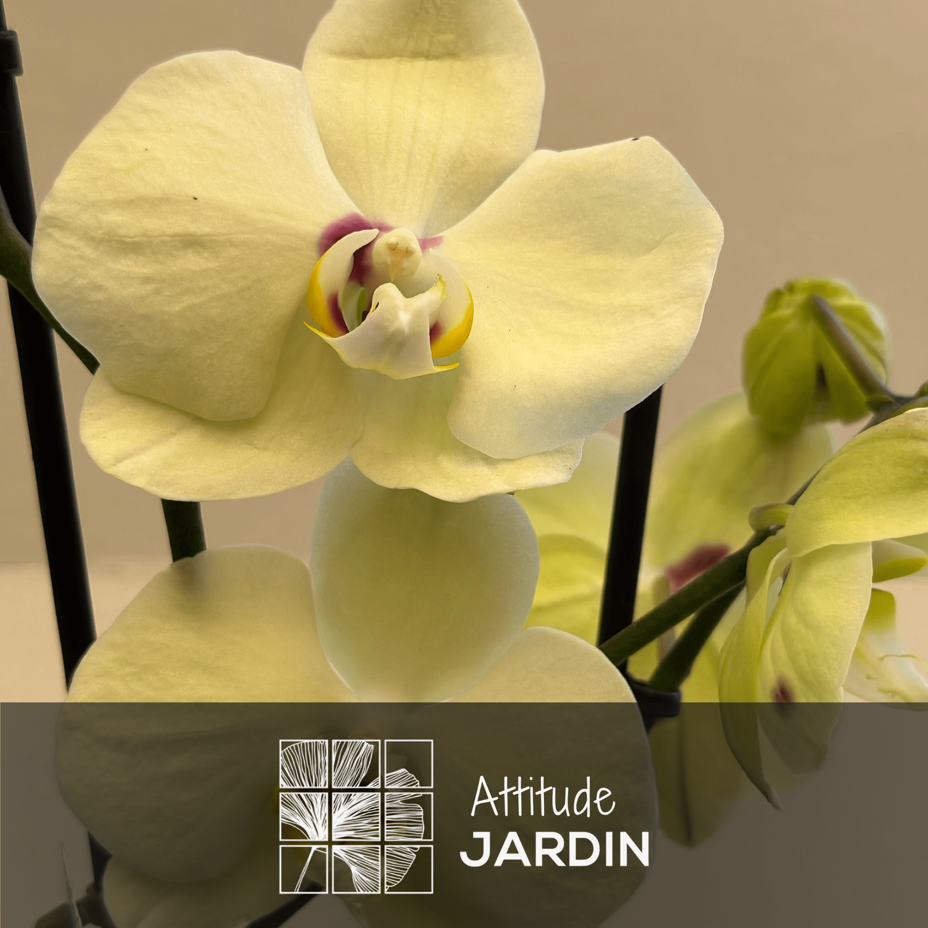Orchidée Jaune Double Branche 70 cm - undefined