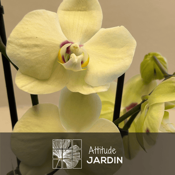 Orchidée Jaune Double Branche 70 cm - undefined
