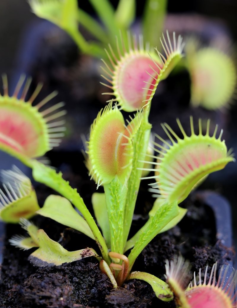 Dionaea funnel trap - trappe à dionée trichtefalle