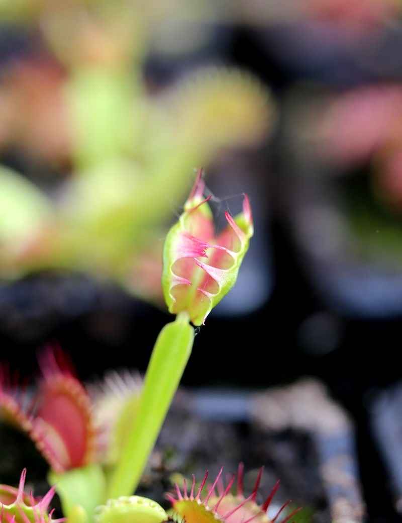 Dionaea Fused teeth