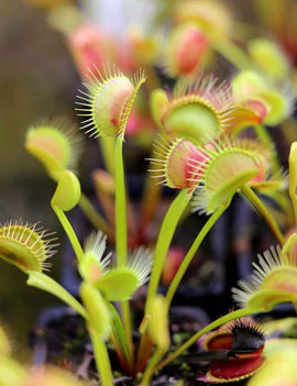 Dionaea muscipula clumping cultivar