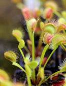 Dionaea muscipula clumping cultivar