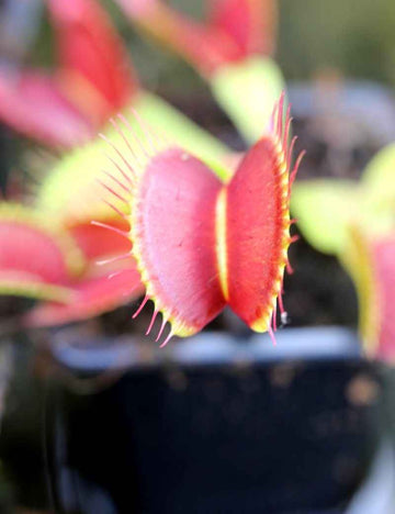 Dionaea G16