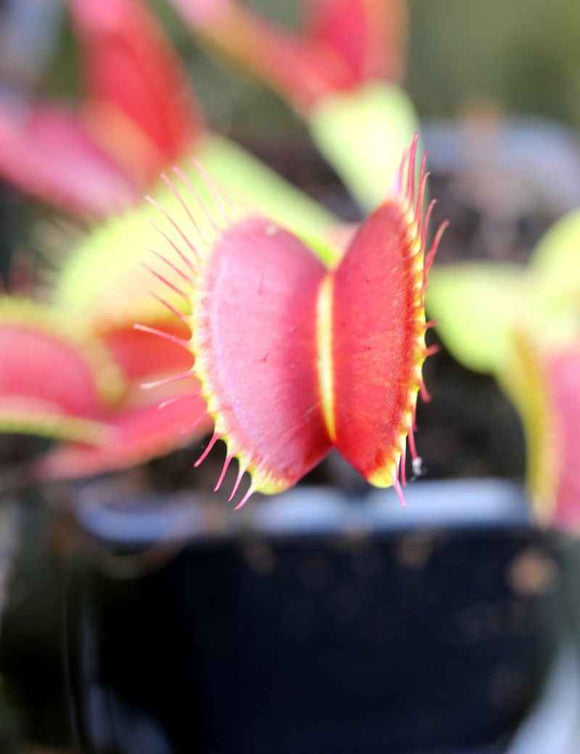 Dionaea G16