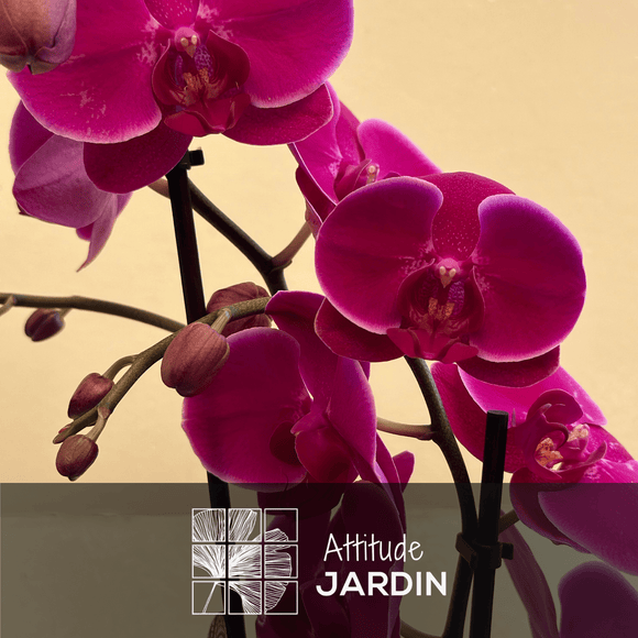 Orchidée Fuchsia Double Branche 70 cm - undefined