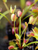 Dionaea muscipula filiforme