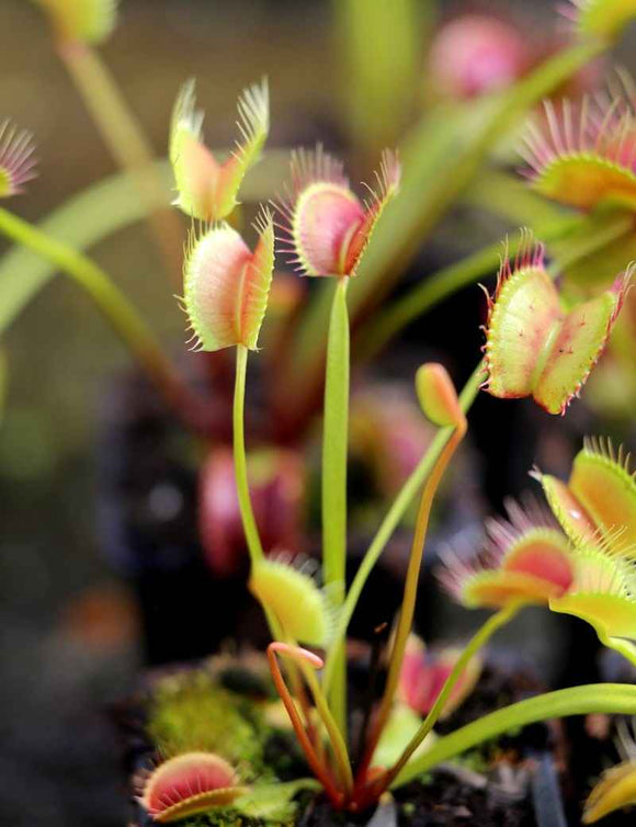 Dionaea muscipula filiforme