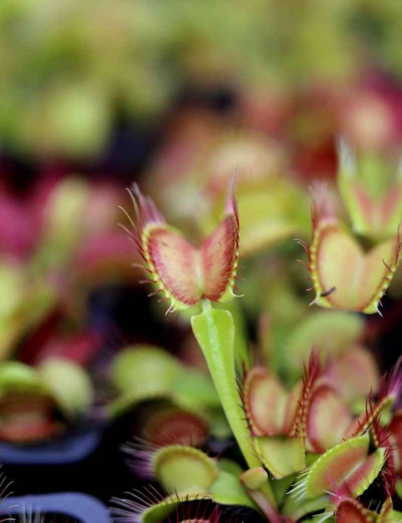 Dionaea muscipula 'Paradisia'