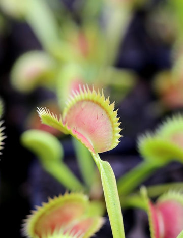 Dionaea muscipula dents de tigre - Plante carnivore rare et fascinante