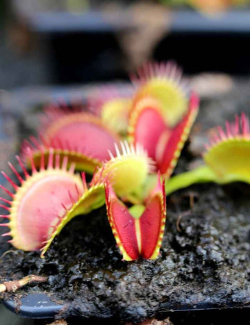 Dionaea muscipula Bimbo