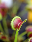 Dionaea muscipula 'SL14'