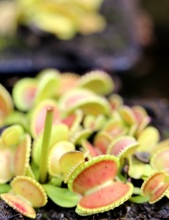 Dionaea muscipula coquillage - Plante carnivore unique à cultiver pour passionnés