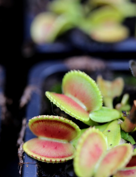 Dionaea muscipula coquillage - Plante carnivore unique à cultiver pour passionnés