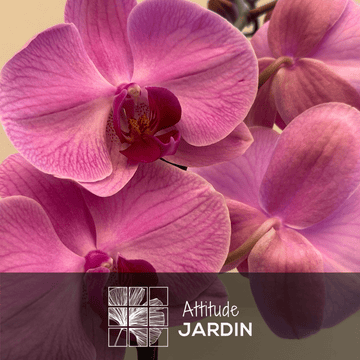 Orchidée Rose Double Branche 70 cm - clicktofournisseur.com