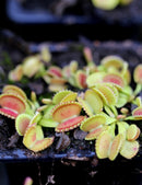 Dionaea muscipula coquillage - Plante carnivore unique à cultiver pour passionnés