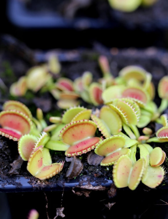 Dionaea muscipula coquillage - Plante carnivore unique à cultiver pour passionnés