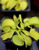 Dionaea muscipula Olive green