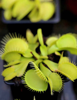 Dionaea muscipula Olive green