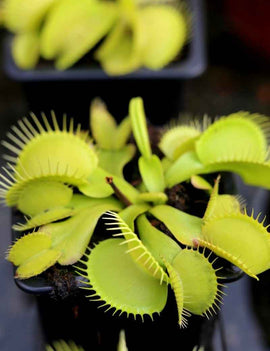 Dionaea muscipula Olive green
