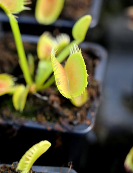 Dionaea muscipula 'louchapates' plante carnivore exceptionnellement unique
