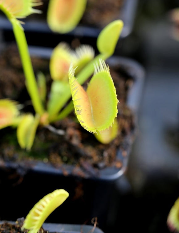 Dionaea muscipula 'louchapates' plante carnivore exceptionnellement unique