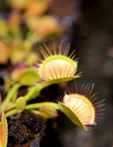 Dionaea muscipula 'Cross Teeth'