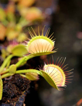 Dionaea muscipula 'Cross Teeth'