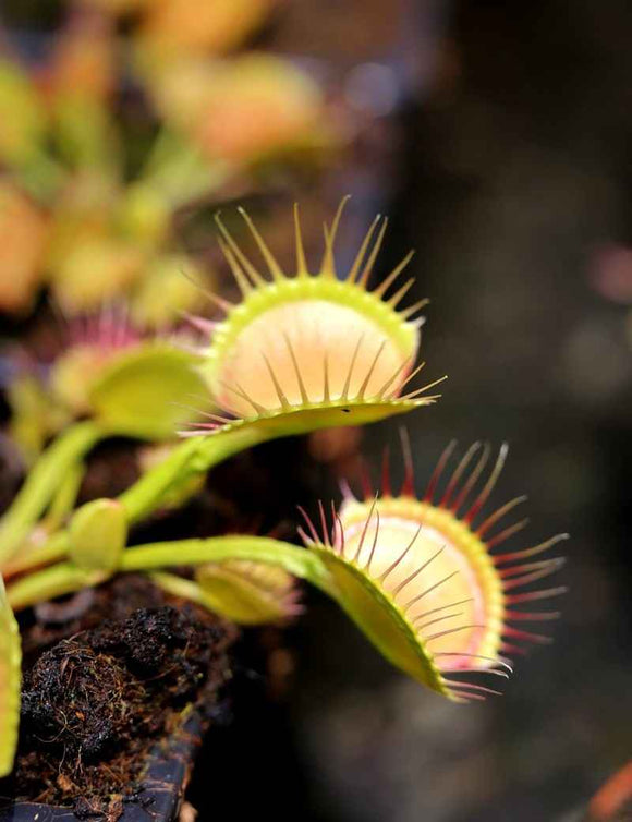 Dionaea muscipula 'Cross Teeth'