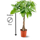 Pachira Aquatica 80 cm - clicktofournisseur.com
