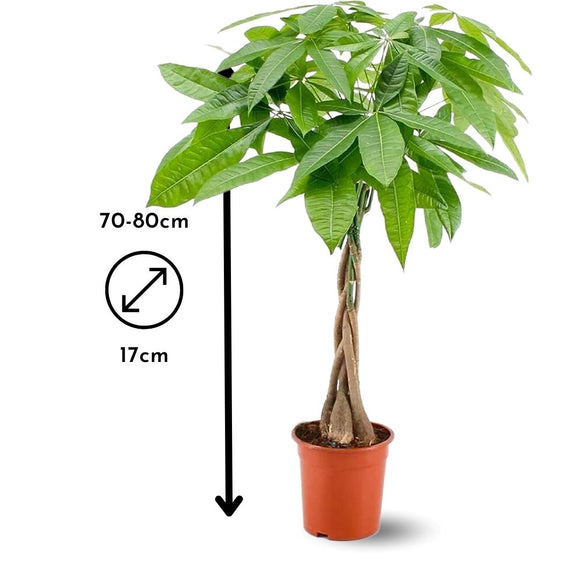 Pachira Aquatica 80 cm - clicktofournisseur.com