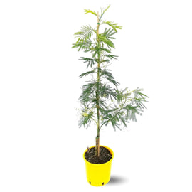 Mimosa Gaulois Tige 90 cm - clicktofournisseur.com