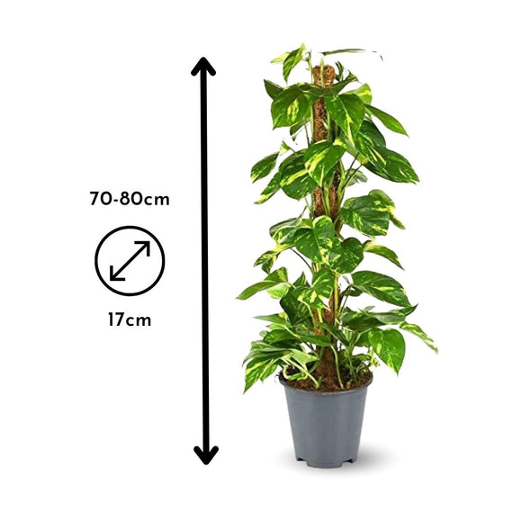 Pothos Epipremnum 80 cm - clicktofournisseur.com