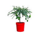 Citron Caviar Jaune 80 cm - clicktofournisseur.com