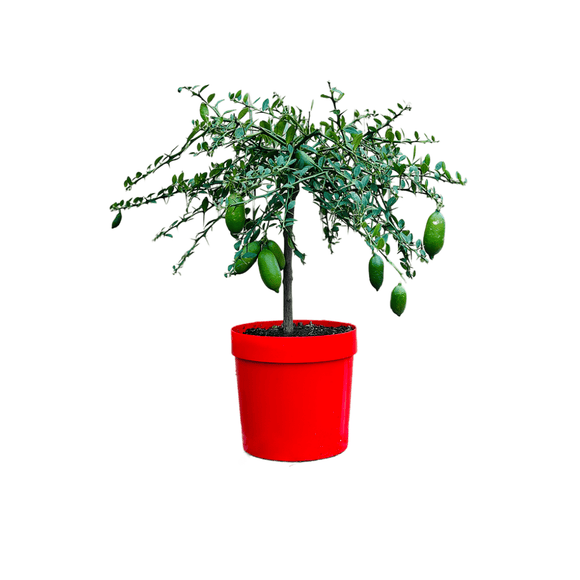 Citron Caviar Jaune 80 cm - clicktofournisseur.com