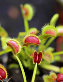 Dionaea muscipula Dracula