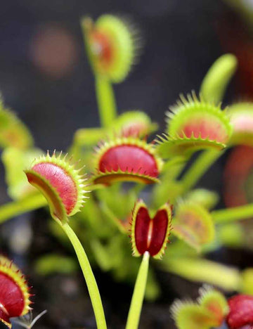 Dionaea muscipula Dracula