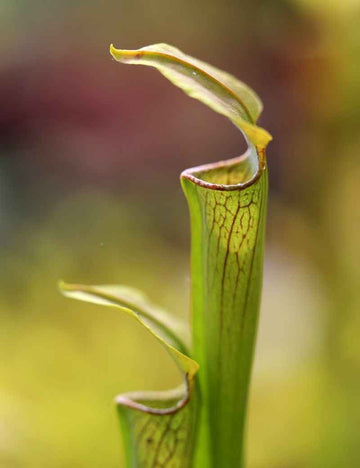 Sarracenia alata