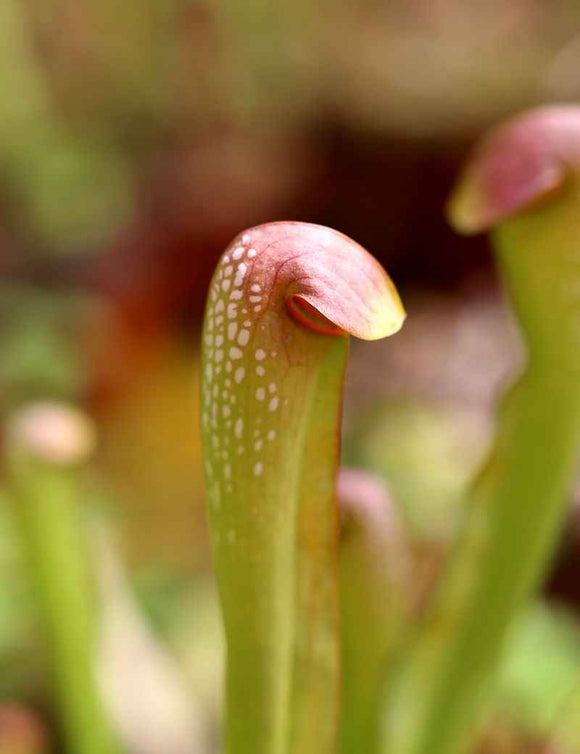 Sarracenia minor