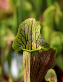 Sarracenia alata x (catesbaei)