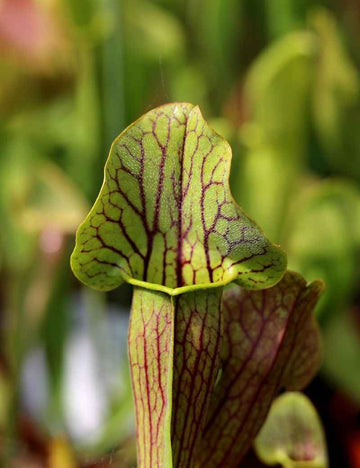 Sarracenia alata x (catesbaei)