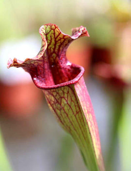 Sarracenia x 'Evendine'