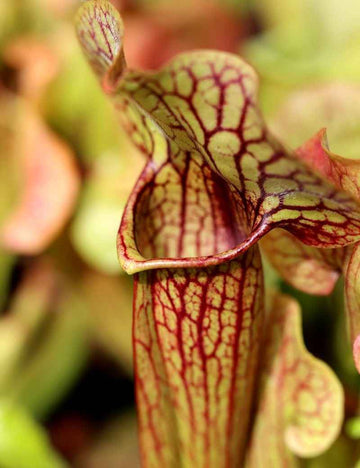 Sarracenia x 'Paradisia Green Form'
