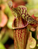 Sarracenia x 'Paradisia Green Form'