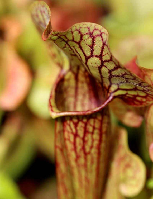 Sarracenia x 'Paradisia Green Form'
