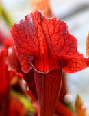 Sarracenia x 'Paradisia Red Form'